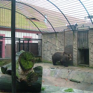 Brown Bear exhibit at Ohrada, 26/05/10