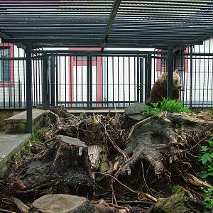 Brown Bear exhibit at Ohrada, 26/05/10