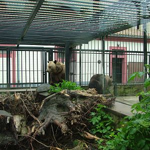Brown Bear exhibit at Ohrada, 26/05/10
