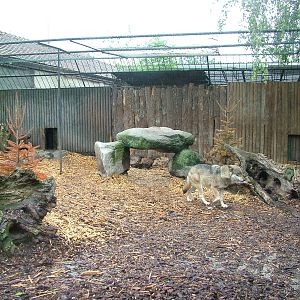 European Wolf exhibit at Ohrada, 26/05/10