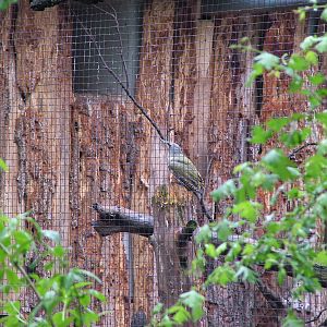 Grey-headed Woodpecker at Ohrada, 26/05/10