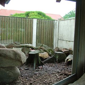Eurasian Badger exhibit at Ohrada, 26/05/10