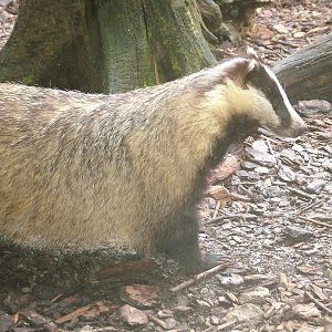 Eurasian Badger at Ohrada, 26/05/10