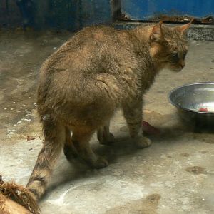 Chinese desert cat