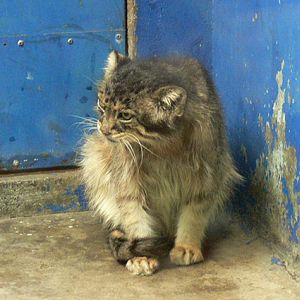 Pallas's cat