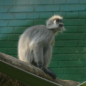 capped langur