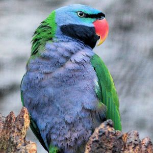 LORD DERBY'S PARAKEET