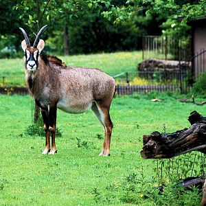 ROAN ANTELOPE