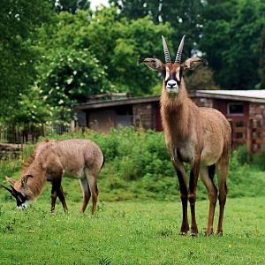 ROAN ANTELOPE