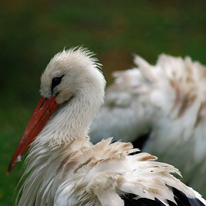 WHITE STORK
