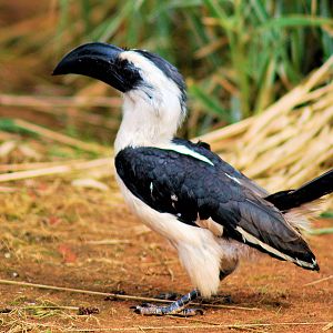 VON DECKENS HORNBILL