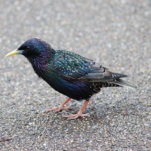 Starling