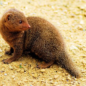 DWARF MONGOOSE