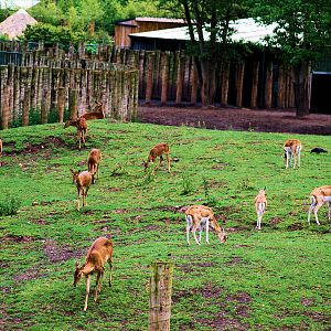 MIXED EXHIBIT BROW ANTLER DEER AND BLACK BUCK