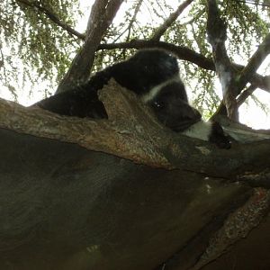 Colobus Monkey