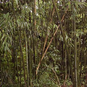 Bamboo Along the Trails