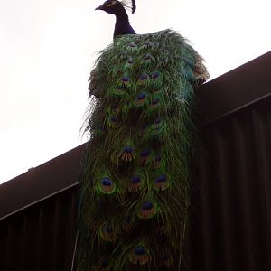 It's all about the train!