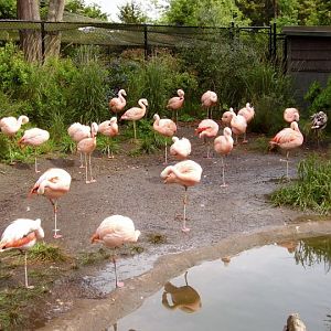 Flock of Flamingos.
