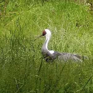 White Naped Crane.