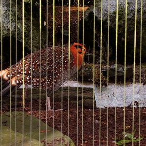 Look at the details on the feathers...