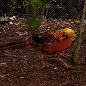 Golden Pheasant