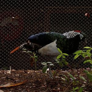 Lady Amherst Pheasant