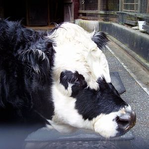 I want this cow!