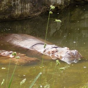 Snoozin' Hippos.