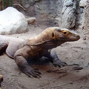 Komodo Dragon.
