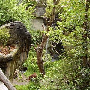 Can you spot the orangutan?