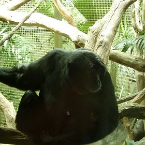 Siamang.