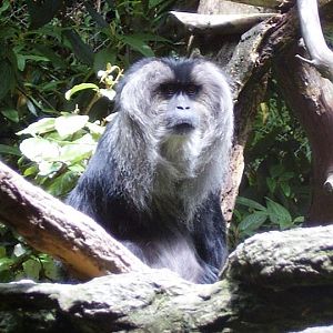 Lion tailed Macaque