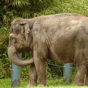 Asian Elephant