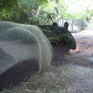 Tapir Behind!