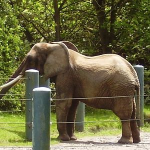 African Elephant