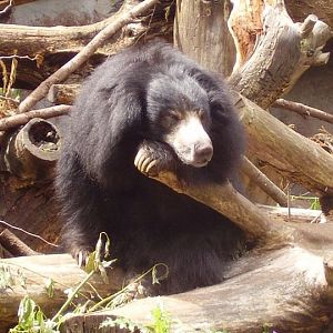 Sleepy Sloth Bear.