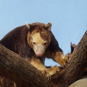 Huen, the male Tree Kangaroo.