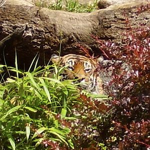 Hidden Sumatran Tiger.