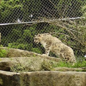 Snow Leopard Exhibit.