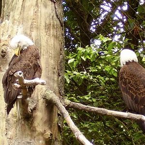 Bald Eagles