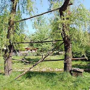 Black-and-white Ruffed Lemur's exhibit