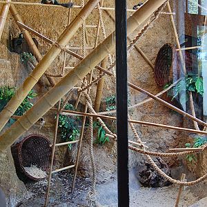 Asian Tri-colored Squirrel's exhibit
