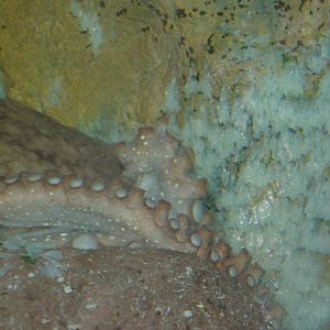 NZ octopus (Pinnoctopus cordiformis) with eggs