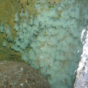 eggs of NZ octopus (Pinnoctopus cordiformis)