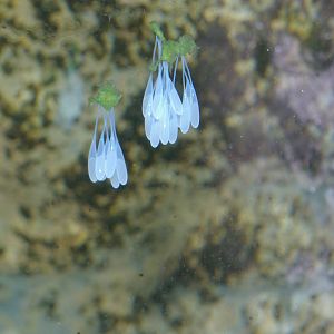 eggs of NZ octopus (Pinnoctopus cordiformis)