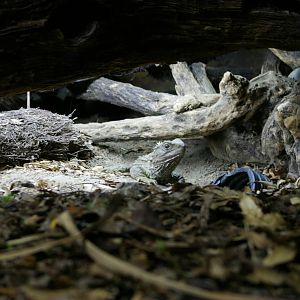 common tuatara (Sphenodon punctatus)