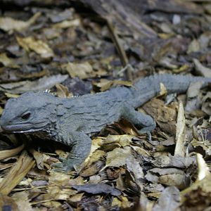common tuatara (Sphenodon punctatus)