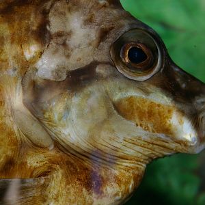 southern pigfish (Congiopodus leucopaecilus)
