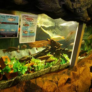 Coarse Fish aquarium