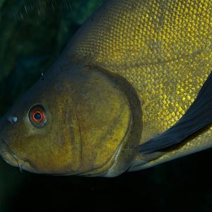 tench (Tinca tinca)